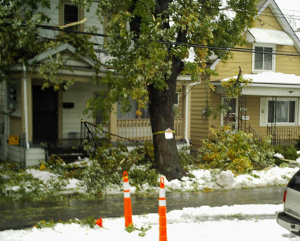 Carnage caused by one tree